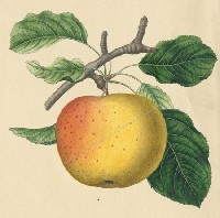 Joseph Prestele's Lithograph of the Belmont Apple (courtesy of the University of Rochester)