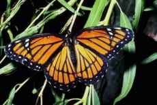 Butterfly of Belmont County, Ohio