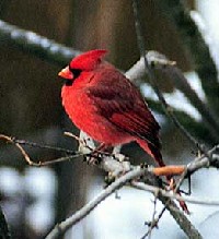 Cardinal, Courtesy of Ohio History Central