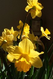 Daffodils near Stratton House Inn