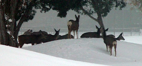 A herd of about 17 deer is seen frequently near Stratton House Inn.