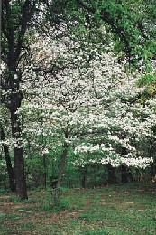 Flowering dogwood near Stratton House Inn