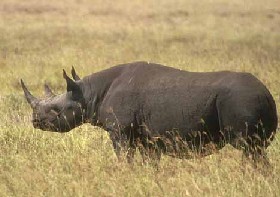 Indian rhino at the Wilds.